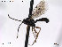  (Syrphophilus scabriculus - HymVM28)  @13 [ ] CreativeCommons - Attribution Non-Commercial Share-Alike (2014) NTNU University Museum, Department of Natural History NTNU University Museum, Department of Natural History