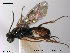  ( - HymVM63)  @11 [ ] CreativeCommons - Attribution Non-Commercial Share-Alike (2014) NTNU University Museum, Department of Natural History NTNU University Museum, Department of Natural History