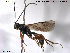  ( - HymVM65)  @11 [ ] CreativeCommons - Attribution Non-Commercial Share-Alike (2014) NTNU University Museum, Department of Natural History NTNU University Museum, Department of Natural History