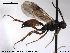  ( - HymVM66)  @11 [ ] CreativeCommons - Attribution Non-Commercial Share-Alike (2014) NTNU University Museum, Department of Natural History NTNU University Museum, Department of Natural History