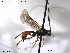  ( - HymVM67)  @11 [ ] CreativeCommons - Attribution Non-Commercial Share-Alike (2014) NTNU University Museum, Department of Natural History NTNU University Museum, Department of Natural History