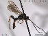  (Syndipnus pannicularius - HymVM85)  @13 [ ] CreativeCommons - Attribution Non-Commercial Share-Alike (2014) NTNU University Museum, Department of Natural History NTNU University Museum, Department of Natural History