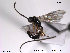  ( - HymVM86)  @13 [ ] CreativeCommons - Attribution Non-Commercial Share-Alike (2014) NTNU University Museum, Department of Natural History NTNU University Museum, Department of Natural History