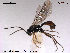  (Syntactus varius - HymVM93)  @11 [ ] CreativeCommons - Attribution Non-Commercial Share-Alike (2014) NTNU University Museum, Department of Natural History NTNU University Museum, Department of Natural History