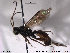  (Trematopygus micrator - HymVM95)  @14 [ ] CreativeCommons - Attribution Non-Commercial Share-Alike (2014) NTNU University Museum, Department of Natural History NTNU University Museum, Department of Natural History