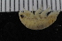  ( - ZMBN_106428)  @11 [ ] CreativeCommons - Attribution Non-Commercial Share-Alike (2017) University of Bergen Natural History Collections