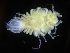  (Pleurogonium inerme - ZMBN_106444)  @11 [ ] CreativeCommons - Attribution Non-Commercial Share-Alike (2017) University of Bergen Natural History Collections