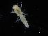  (Macrostylis spinifera - ZMBN_106455)  @11 [ ] CreativeCommons - Attribution Non-Commercial Share-Alike (2017) University of Bergen Natural History Collections