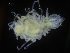  ( - ZMBN_106470)  @11 [ ] CreativeCommons - Attribution Non-Commercial Share-Alike (2017) University of Bergen Natural History Collections