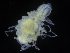  ( - ZMBN_106470)  @11 [ ] CreativeCommons - Attribution Non-Commercial Share-Alike (2017) University of Bergen Natural History Collections