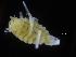  ( - ZMBN_106497)  @11 [ ] CreativeCommons - Attribution Non-Commercial Share-Alike (2017) University of Bergen Natural History Collections