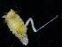  ( - ZMBN_116078)  @11 [ ] CreativeCommons - Attribution Non-Commercial Share-Alike (2017) University of Bergen Natural History Collections