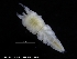  ( - ZMBN_120409)  @11 [ ] CreativeCommons - Attribution Non-Commercial Share-Alike (2017) University of Bergen Natural History Collections