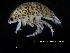  ( - ZMBN_120422)  @11 [ ] CreativeCommons - Attribution Non-Commercial Share-Alike (2017) University of Bergen Natural History Collections