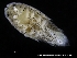  ( - ZMBN_120423)  @11 [ ] CreativeCommons - Attribution Non-Commercial Share-Alike (2017) University of Bergen Natural History Collections