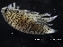  ( - ZMBN_120423)  @11 [ ] CreativeCommons - Attribution Non-Commercial Share-Alike (2017) University of Bergen Natural History Collections