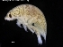 ( - ZMBN_120424)  @11 [ ] CreativeCommons - Attribution Non-Commercial Share-Alike (2017) University of Bergen Natural History Collections