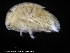  ( - ZMBN_120424)  @11 [ ] CreativeCommons - Attribution Non-Commercial Share-Alike (2017) University of Bergen Natural History Collections