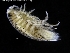  ( - ZMBN_120425)  @11 [ ] CreativeCommons - Attribution Non-Commercial Share-Alike (2017) University of Bergen Natural History Collections