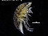  ( - ZMBN_120427)  @11 [ ] CreativeCommons - Attribution Non-Commercial Share-Alike (2017) University of Bergen Natural History Collections