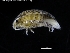  ( - ZMBN_120427)  @11 [ ] CreativeCommons - Attribution Non-Commercial Share-Alike (2017) University of Bergen Natural History Collections