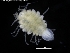  ( - ZMBN_120430)  @11 [ ] CreativeCommons - Attribution Non-Commercial Share-Alike (2017) University of Bergen Natural History Collections