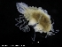  ( - ZMBN_120432)  @11 [ ] CreativeCommons - Attribution Non-Commercial Share-Alike (2017) University of Bergen Natural History Collections