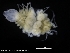  ( - ZMBN_120432)  @11 [ ] CreativeCommons - Attribution Non-Commercial Share-Alike (2017) University of Bergen Natural History Collections