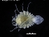  ( - ZMBN_120433)  @11 [ ] CreativeCommons - Attribution Non-Commercial Share-Alike (2017) University of Bergen Natural History Collections