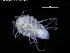  (Pleurogonium rubicundum - ZMBN_120434)  @11 [ ] CreativeCommons - Attribution Non-Commercial Share-Alike (2017) University of Bergen Natural History Collections