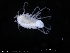  ( - ZMBN_120434)  @11 [ ] CreativeCommons - Attribution Non-Commercial Share-Alike (2017) University of Bergen Natural History Collections