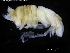  ( - ZMBN_120435)  @11 [ ] CreativeCommons - Attribution Non-Commercial Share-Alike (2017) University of Bergen Natural History Collections