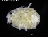  ( - ZMBN_120438)  @11 [ ] CreativeCommons - Attribution Non-Commercial Share-Alike (2017) University of Bergen Natural History Collections