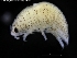  ( - ZMBN_120438)  @11 [ ] CreativeCommons - Attribution Non-Commercial Share-Alike (2017) University of Bergen Natural History Collections