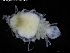  ( - ZMBN_120442)  @11 [ ] CreativeCommons - Attribution Non-Commercial Share-Alike (2017) University of Bergen Natural History Collections