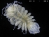  (Pleurogonium spinosissimum - ZMBN_120443)  @11 [ ] CreativeCommons - Attribution Non-Commercial Share-Alike (2017) University of Bergen Natural History Collections