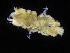  ( - ZMBN_120445)  @11 [ ] CreativeCommons - Attribution Non-Commercial Share-Alike (2017) University of Bergen Natural History Collections