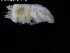  ( - ZMBN_120484)  @11 [ ] CreativeCommons - Attribution Non-Commercial Share-Alike (2017) University of Bergen Natural History Collections