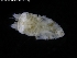  ( - ZMBN_120484)  @11 [ ] CreativeCommons - Attribution Non-Commercial Share-Alike (2017) University of Bergen Natural History Collections