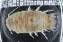  ( - ZMBN_98310)  @11 [ ] CreativeCommons - Attribution Non-Commercial Share-Alike (2015) University of Bergen University of Bergen, Natural History Collections