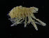  ( - ZMBN_98311)  @11 [ ] CreativeCommons - Attribution Non-Commercial Share-Alike (2015) University of Bergen University of Bergen, Natural History Collections