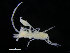 ( - ZMBN_98318)  @11 [ ] CreativeCommons - Attribution Non-Commercial Share-Alike (2015) University of Bergen University of Bergen, Natural History Collections