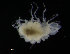  ( - ZMBN_98324)  @11 [ ] CreativeCommons - Attribution Non-Commercial Share-Alike (2015) University of Bergen University of Bergen, Natural History Collections