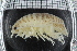  ( - ZMBN_98342)  @11 [ ] CreativeCommons - Attribution Non-Commercial Share-Alike (2015) University of Bergen University of Bergen, Natural History Collections