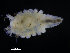  ( - ZMBN_98361)  @11 [ ] CreativeCommons - Attribution Non-Commercial Share-Alike (2015) University of Bergen University of Bergen, Natural History Collections