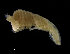  ( - ZMBN_98369)  @11 [ ] CreativeCommons - Attribution Non-Commercial Share-Alike (2015) University of Bergen University of Bergen, Natural History Collections