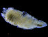  ( - ZMBN_98377)  @11 [ ] CreativeCommons - Attribution Non-Commercial Share-Alike (2015) University of Bergen University of Bergen, Natural History Collections