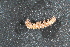  ( - Polyd8)  @11 [ ] Copyright (2014) Univers. of Bergen, Natural History Collection Univers. of Bergen, Natural History Collection