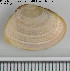  ( - NOLI25)  @13 [ ] CreativeCommons - Attribution Share-Alike (2015) NTNU University Museum, Department of Natural History NTNU University Museum, Department of Natural History