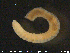  ( - CE20258)  @12 [ ] CreativeCommons - Attribution Non-Commercial Share-Alike (2015) NTNU University Museum, Department of Natural History NTNU University Museum, Department of Natural History